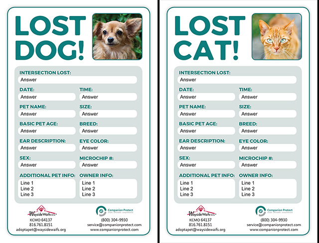 Lost Dog/Cat Forms Design