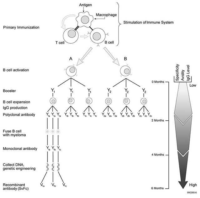 Flow Chart Illustration